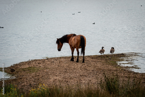 New forest horse near a lake