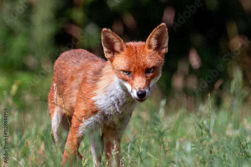 portrait of a fox