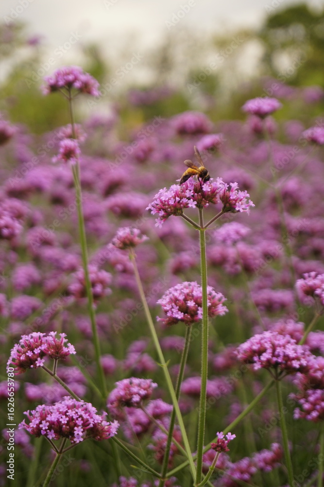 Fototapeta premium Bee Taking Nectar From Purpletop Vervain Flowers