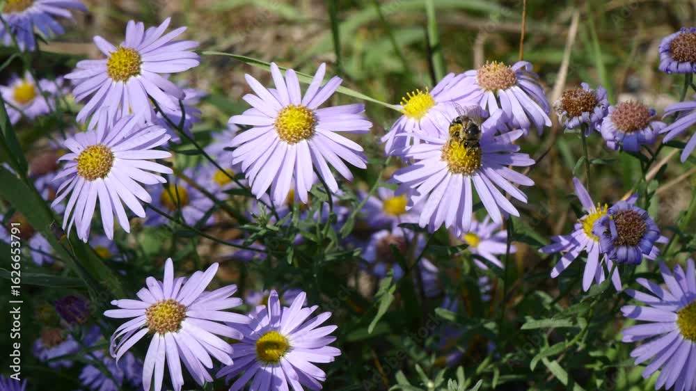 A bee collects nectar from blue Mongolian flowers on a sunny summer day.
A bee collects nectar from blue Mongolian flowers on a sunny summer day.