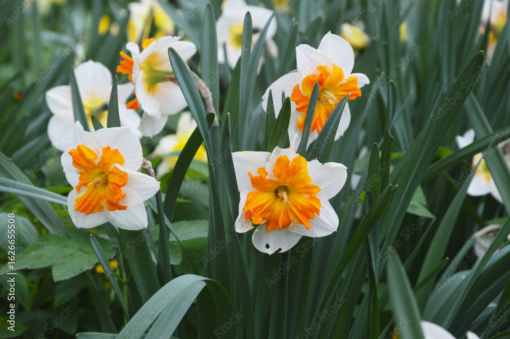 Obraz premium Daffodils yellow and white bloom in the park. Delicate spring flowers.