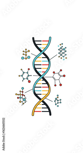 Understanding the fundamental building blocks of life dna structure and molecular composition revealed through scientific illustration