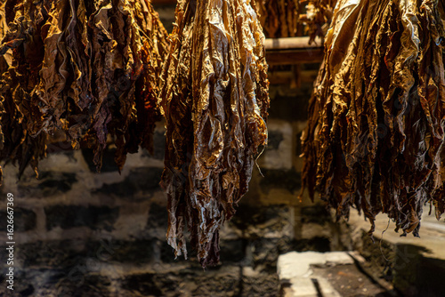 Φωτογραφία Tobacco leaves drying inside traditional dryers on São Miguel Island, Azores