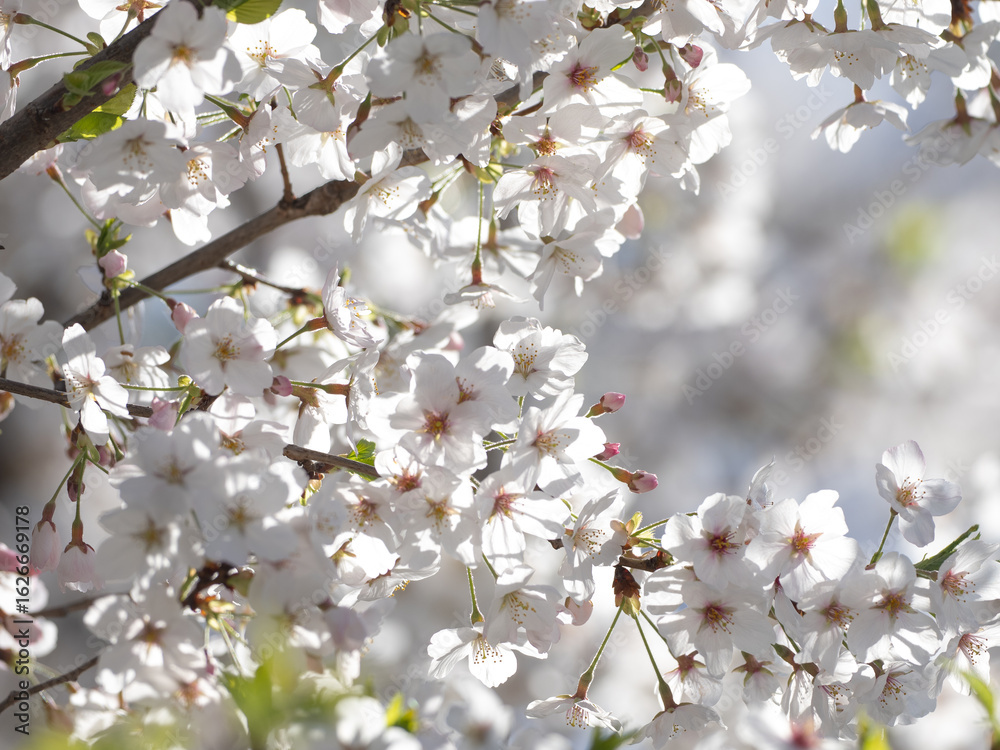 Obraz premium 満開の桜