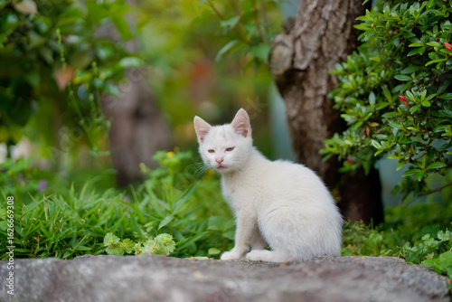 5月、すくすく育つ白い仔猫