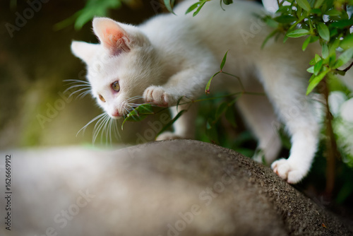 5月、すくすく育つ白い仔猫