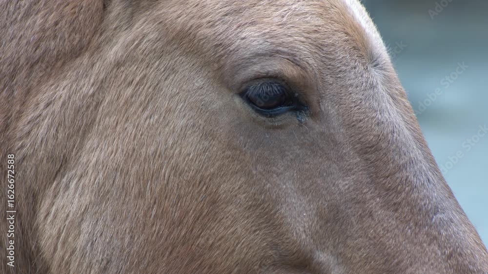 Horse head and eye. Closeup portrait. Brown Przewalski's Horse Animal fur Horse head and eye. Closeup portrait. Brown Przewalski's Horse Animal fur
