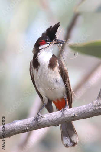 The Red-whiskered bulbul, also known as the Indian bulbul or orange-fronted bulbul is a passerine bird perched on a tree twig