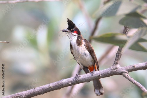 The Red-whiskered bulbul, also known as the Indian bulbul or orange-fronted bulbul is a passerine bird perched on a tree twig