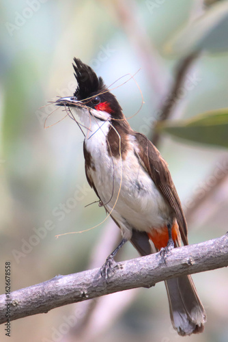 The Red-whiskered bulbul, also known as the Indian bulbul or orange-fronted bulbul is a passerine bird perched on a tree twig