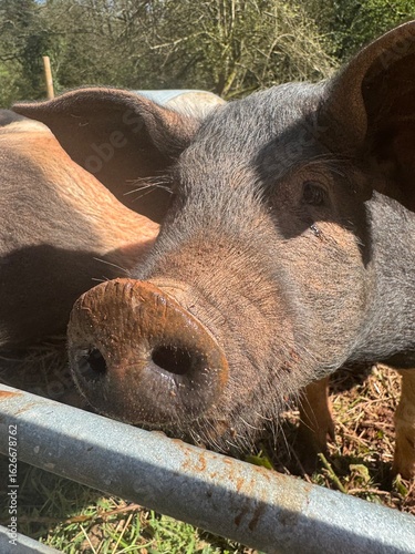 Friendly pig on a summers day 