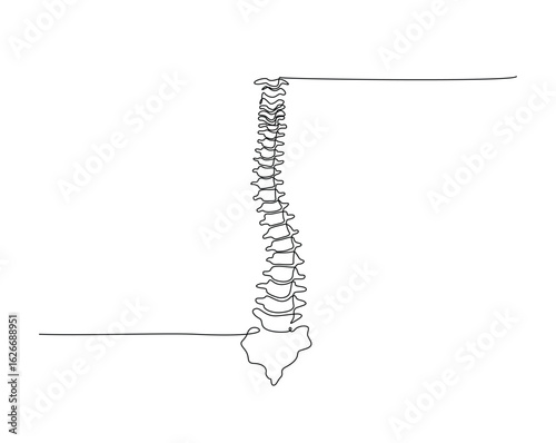 human chest bones outline illustration. Continuous line drawing of human chest part skeleton