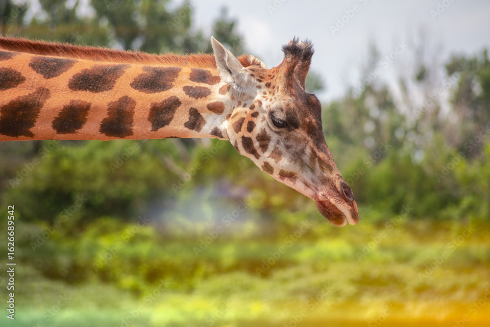 Obraz premium Giraffe Eating Leaves Close-up Mouth