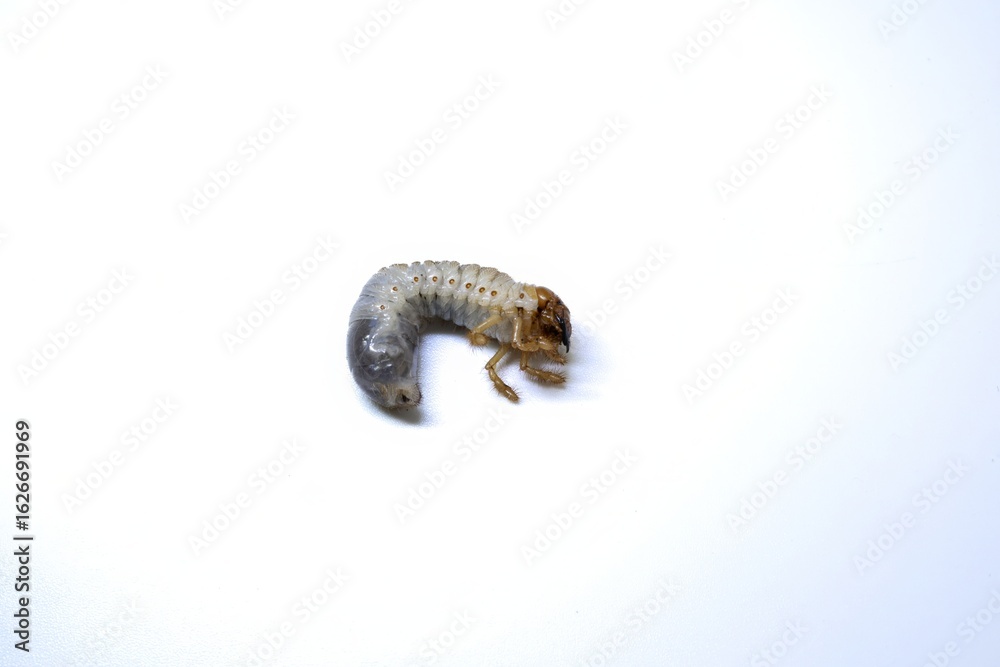 Obraz premium Chafer Beetle Larva on White Background – Close-Up Macro of Scarabaeidae Grub