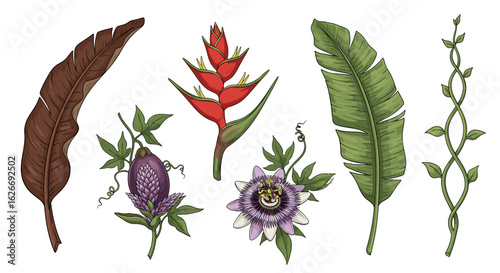 Illustration of various tropical plants including flowers and leaves set apart