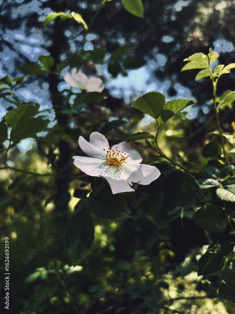 Fototapeta premium White Wild Rose in a Moody, Dark Forest