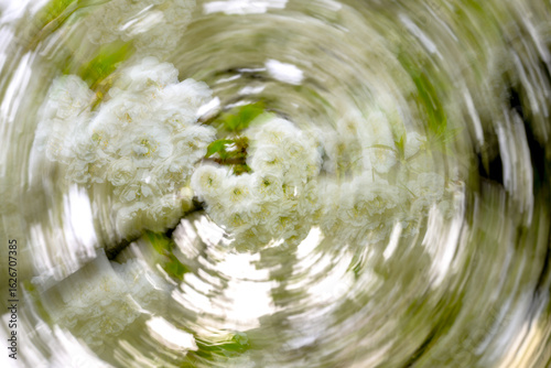 Radial Zoom Blur Effect on Cherry Blossoms in Full Bloom