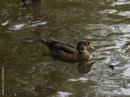 Duck Swimming in Water
