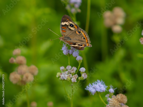 Tropical Buckeye Butterfly (Junonia evarete)