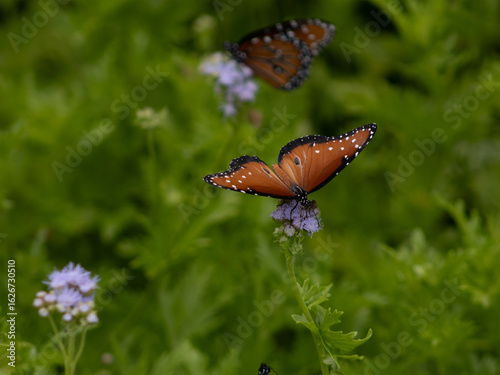 Queen Butterfly (Danaus gilippus) Close-Up