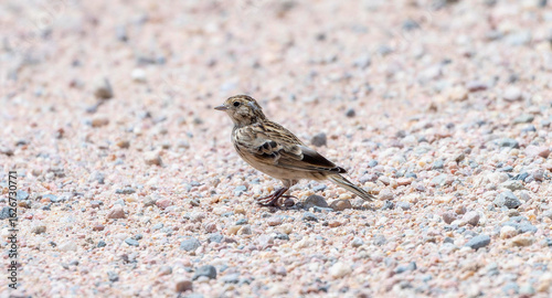 Chestnut-collared Longspur (Calcarius ornatus) perched on sandy terrain