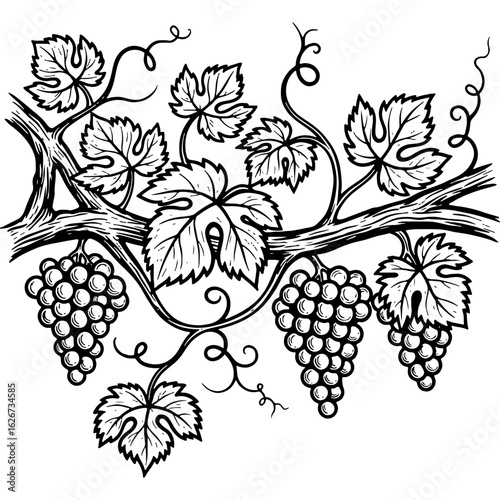 Detailed Black and White Grapevine Engraving with Lush Leaves and Ripe Fruit Clusters, Vintage Botanical Drawing