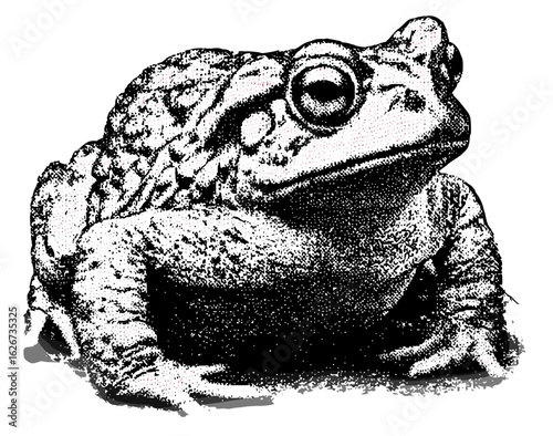 Vintage stipple collage of toad and frog with retro grainy texture, photocopy effect, vector illustration for 90s psychedelic grunge poster, tattoo, surrealism, horror, gothic style, halftone effect