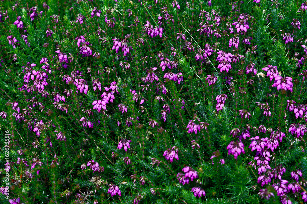 A field densely covered with purple heather flowers. The bright green foliage contrasts beautifully with the vibrant purple blossoms during a summer day. A field densely covered with purple heather flowers. The bright green foliage contrasts beautifully with the vibrant purple blossoms during a summer day.