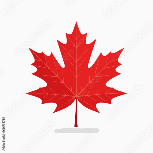 Vibrant Maple Leaf: A striking, single red maple leaf, a potent symbol of nature's beauty, sits isolated, its intricate veins and vibrant hues, making it a visual declaration of the autumn season. 