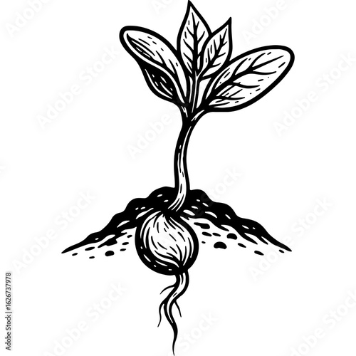 Hand-drawn plant seedling sprouting from a seed in soil, black and white botanical illustration of new life, growth, and natural development.