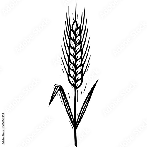 Hand-drawn black and white wheat ear illustration, isolated single grain stalk. Organic plant vector art for agriculture and harvest concepts.