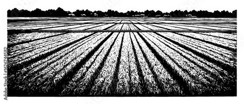 Beautiful Rice Field Panorama Simple Style Black and White Outline Line Art Drawing