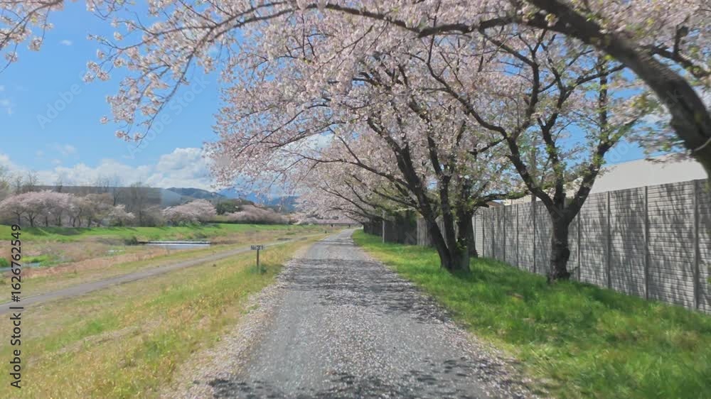 桜 桜