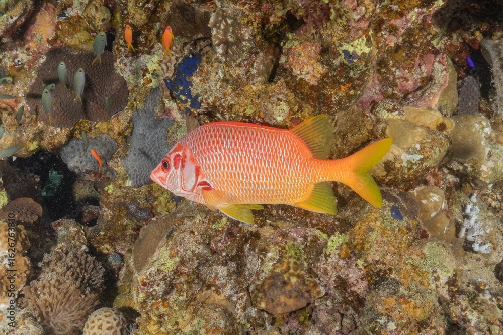 Naklejka premium Fish swimming in the Red Sea, colorful fish, Eilat, Israel 