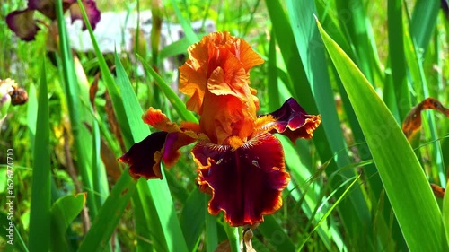 Blooming red Iris garden, decorative hybrid in a garden collection