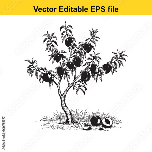 Vector art of black and white illustration of a plum tree with ripe fruit