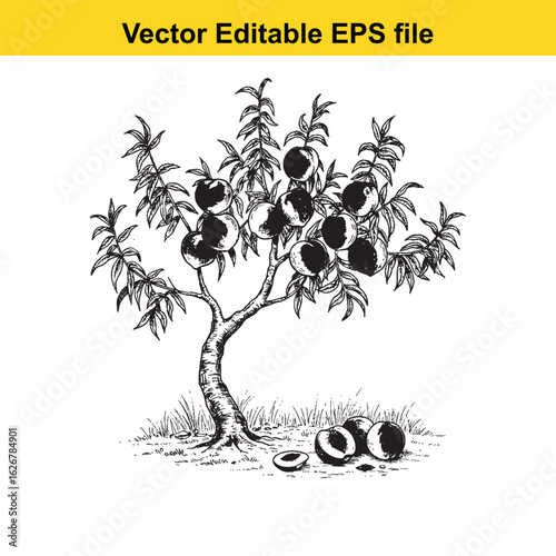 Vector art of black and white illustration of a plum tree with ripe fruit 