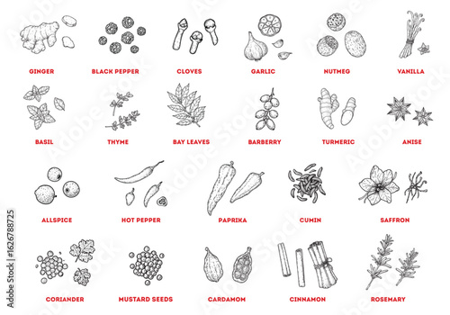 Herbs and spices sketch. Hand drawn vector illustration. Detailed sketches. Herbs and spices collection. Package design template, menu background. Food and drink illustration.