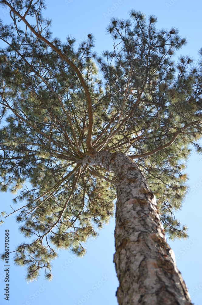 Fototapeta premium tree in the forest