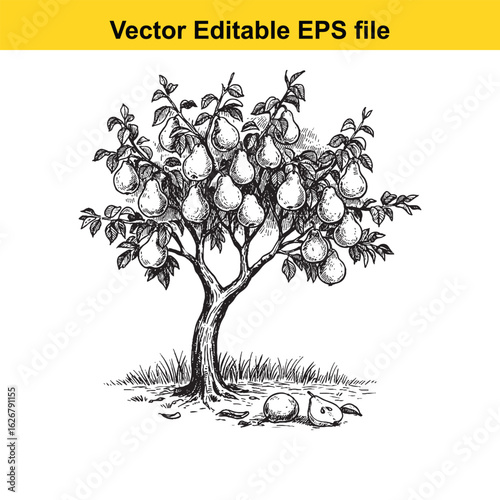 Vector art of pear tree laden with ripe fruit, isolated on white background 