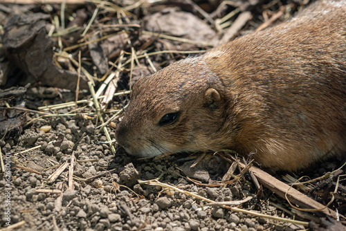 Prairie dog closeup in natural environment