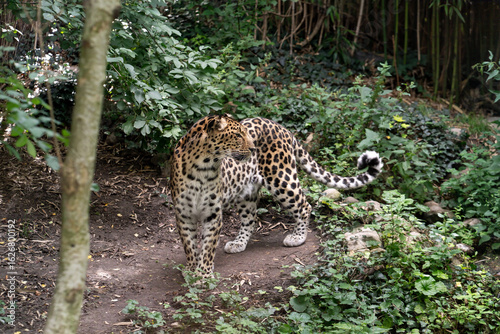 Amur Leopard in Forest closeup 