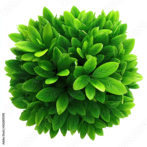 A vibrant, round cluster of lush green leaves
