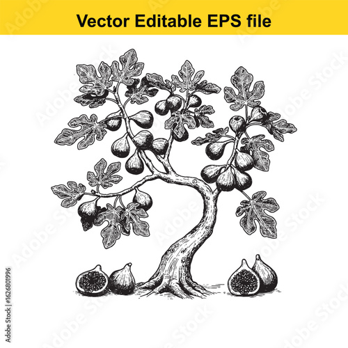 Vector art of fig tree with ripe fruits isolated on white background 