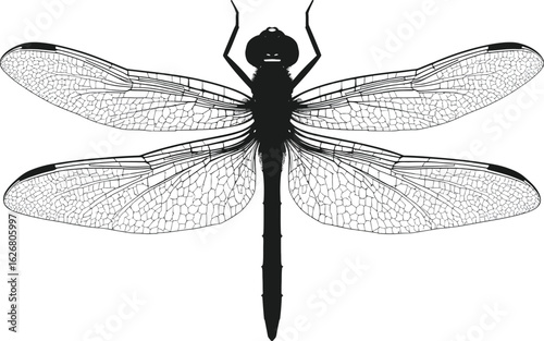Vector art of detailed dragonfly illustration with intricate wing patterns and a sleek body design showcased against a clean backdrop