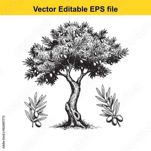 Vector art of olive tree with olives isolated on white background long horn, , long horn