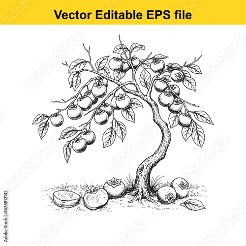 Vector art of hand drawn persimmon tree with ripe fruit isolated on white background 