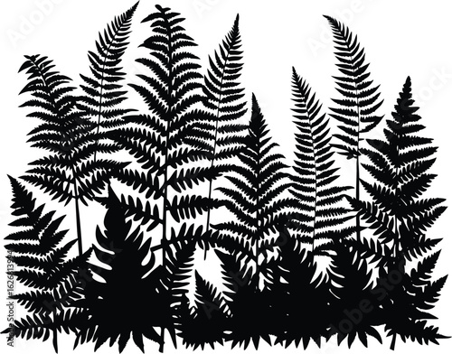 Ferns Covering Forest Ground Silhouette | Green Ferns in Woodlands Silhouette