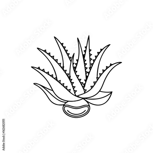Simple line drawing of an aloe vera plant