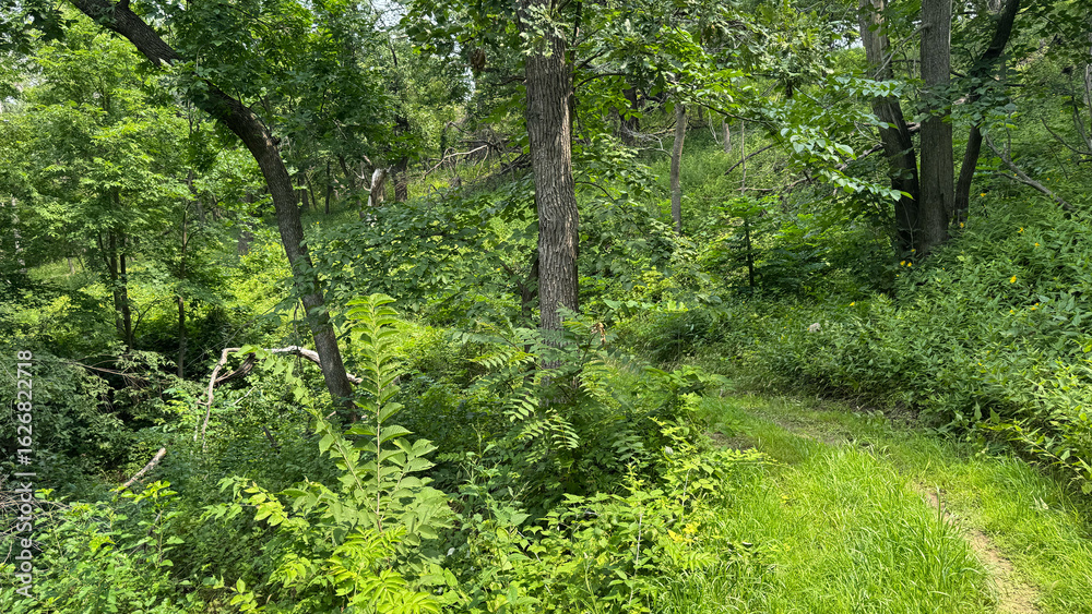 Fototapeta premium Forest